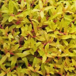 ADA – Nesaea pedicellata