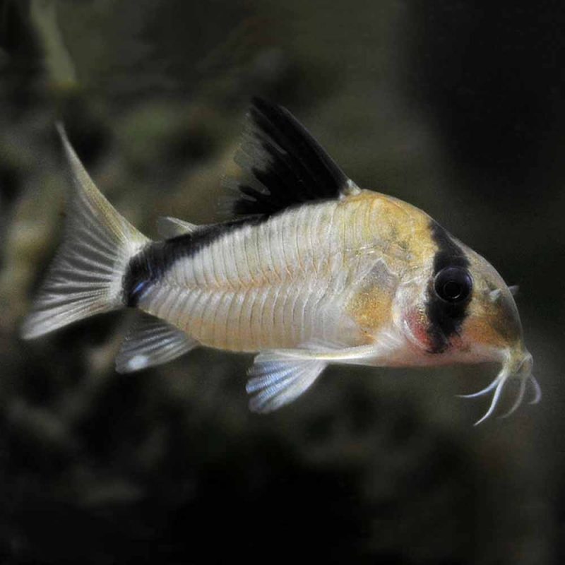 Corydoras