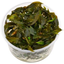 Cryptocoryne wendtii ‘Mi Oya’