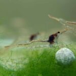 Glass or Ghost Shrimp 3