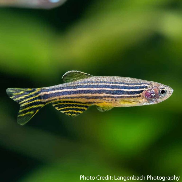 Zebra Danio (Danio rerio) - McMerwe - Cape Town - South Africa