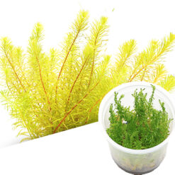 ADA - Rotala sp Bangladesh