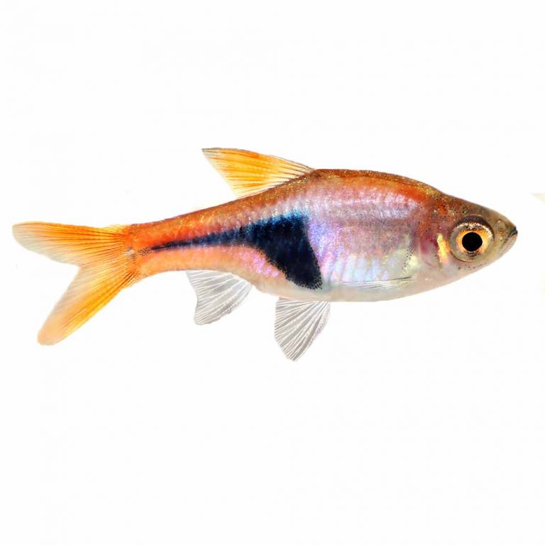 Harlequin Rasbora (Trigonostigma heteromorpha) McMerwe Cape Town South Africa