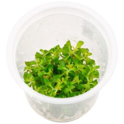 ADA - Ludwigia peruensis