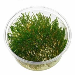 ADA - Taxiphyllum sp. 'flame moss'