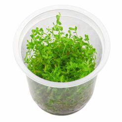 ADA - Rotala manipurensis