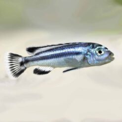 Electric Blue Johanni Cichlid (Melanochromis johannii)