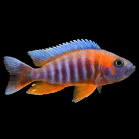 Eureka Red Peacock Cichlid (Aulonocara jacobfreibergi) - McMerwe - Cape ...