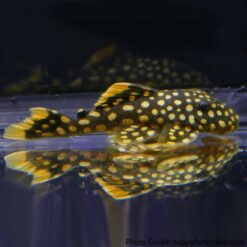 Golden Nugget Pleco L081 (Baryancistrus sp.)