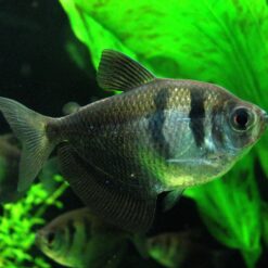 Black Widow Tetra (Gymnocorymbus ternetzi)