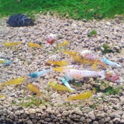 Caridina Mixed Culled Shrimp