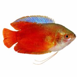 Dwarf Gourami Red (Trichogaster Ialius)