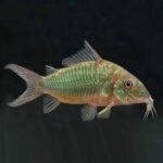 Emerald Cory (Splendens brochis)