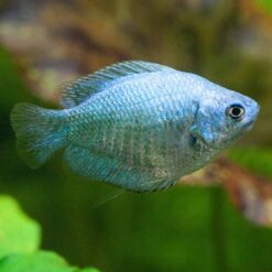 Powder Blue Dwarf Gourami (Trichogaster Ialius)