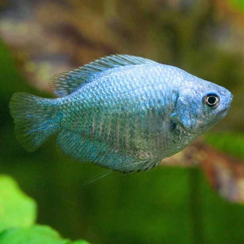 Powder Blue Dwarf Gourami (Trichogaster Ialius) - Cape Town - SA