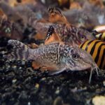 Unknown Cory (please help in identifying)