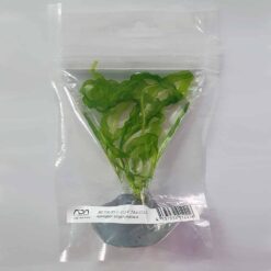 ADA - Aponogeton longiplumulosus