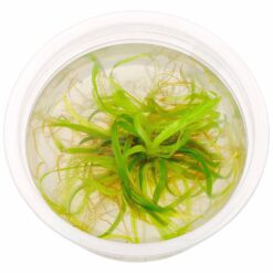 ADA - Blyxa novoguineensis