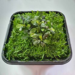 ADA - "Peacock Moss" with Bucephalandra sp 'sintang' (Wabi-Kusa Mat)