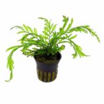 Dennerle - Bolbitus heudelotii