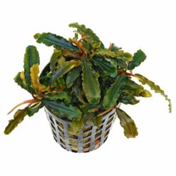 Bucephalandra sp. 'Catarina'