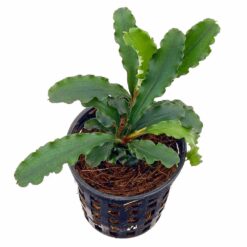 Bucephalandra sp. 'Green Velvet'