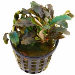 Bucephalandra sp. 'Theia'