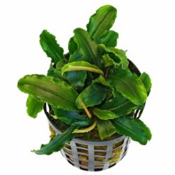 Bucephalandra sp. 'Theia Green'