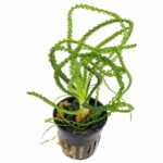 Stoffels Crinum Calamistratum