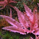 Cryptocoryne wendtii 'Flamingo' 1