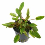 Cryptocoryne wendtii 'Flamingo'