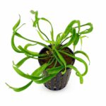 Helanthium bolivianum 'Vesuvius'