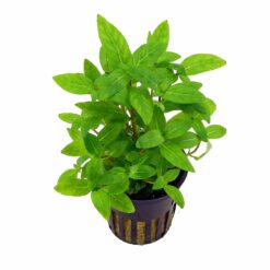 Staurogyne repens (Creeping Staurogyne)