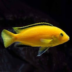 False Lemon Cichlid (Labidochromis caeruleus)