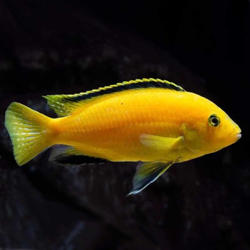 Cockatoo Dwarf Cichlid (Apistogramma cacatuoides) - McMerwe