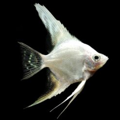 Platinum Angel (Pterophyllum scalare)