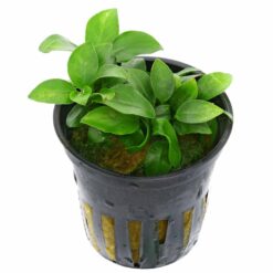 Anubias barteri var. nana ‘mini mini’