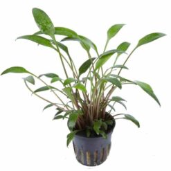 Cryptocoryne amicorum