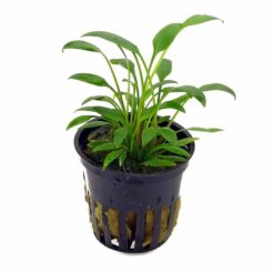 Cryptocoryne x willisii 'lucens'