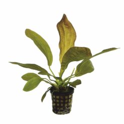 Echinodorus rubra (Red Amazon sword)