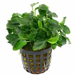 Schismatoglottis prietoi