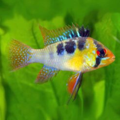Dark KnightWild Cross Ram (Mikrogeophagus ramirezi)
