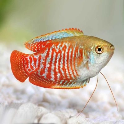 Dwarf Gourami Neon Red (Trichogaster Ialius) - McMerwe - Cape Town ...