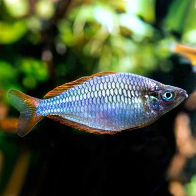 Dwarf Neon Rainbow (Melanotaenia praecox) - Cape Town