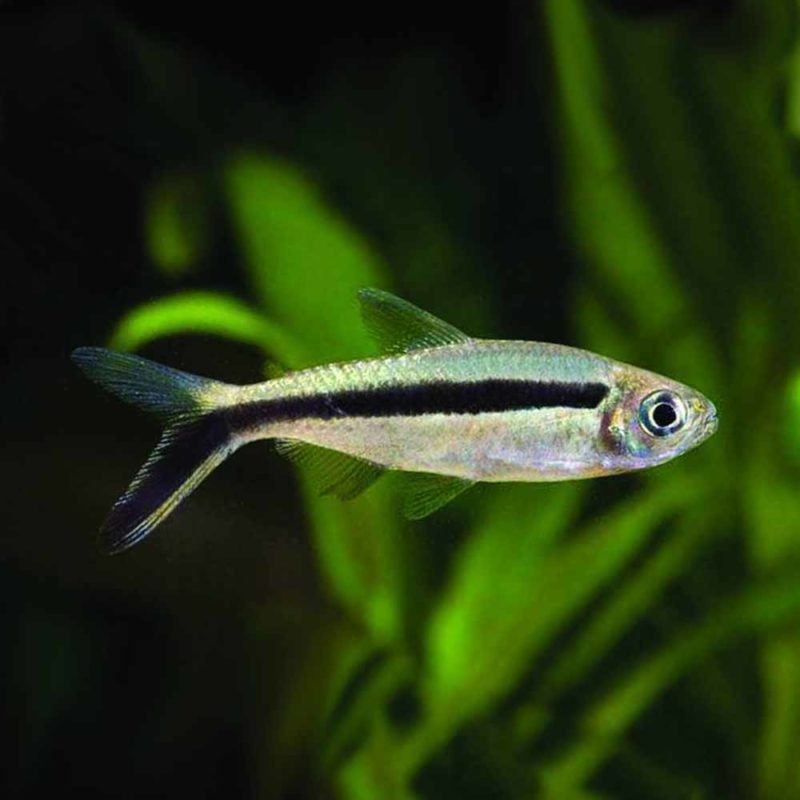 Lemon Tetra (Hyphessobrycon pulchripinnis) - McMerwe