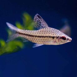 Spotted Headstander (Chilodus punctatus)