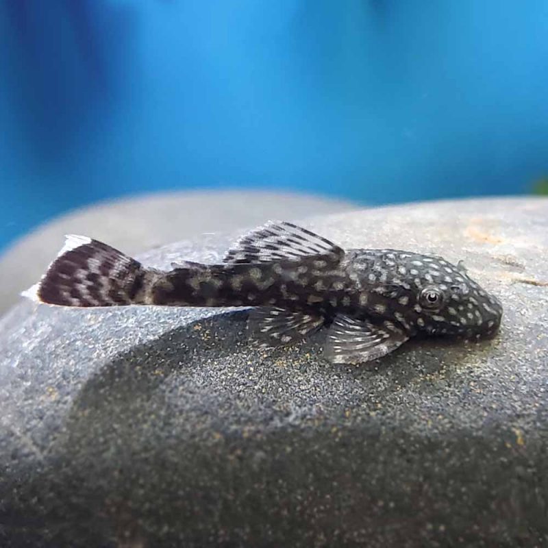 Bristlenose Pleco (Ancistrus sp.) - McMerwe - Cape Town - South Africa