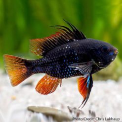 Dark Knight Ram (Mikrogeophagus ramirezi)