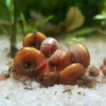 Red Ramshorn Snail