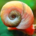 Red Ramshorn Snail